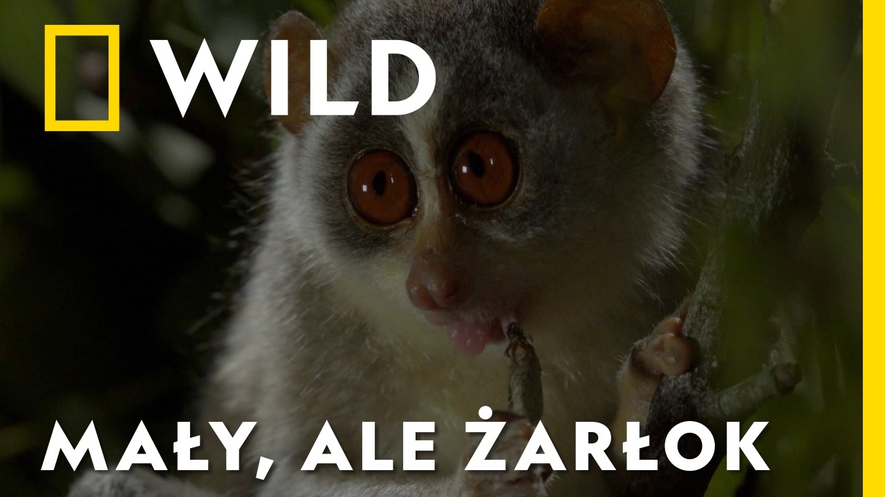 Każdej nocy wiele ofiar ginie z jego… łapy | Śmierć przychodzi po zmroku