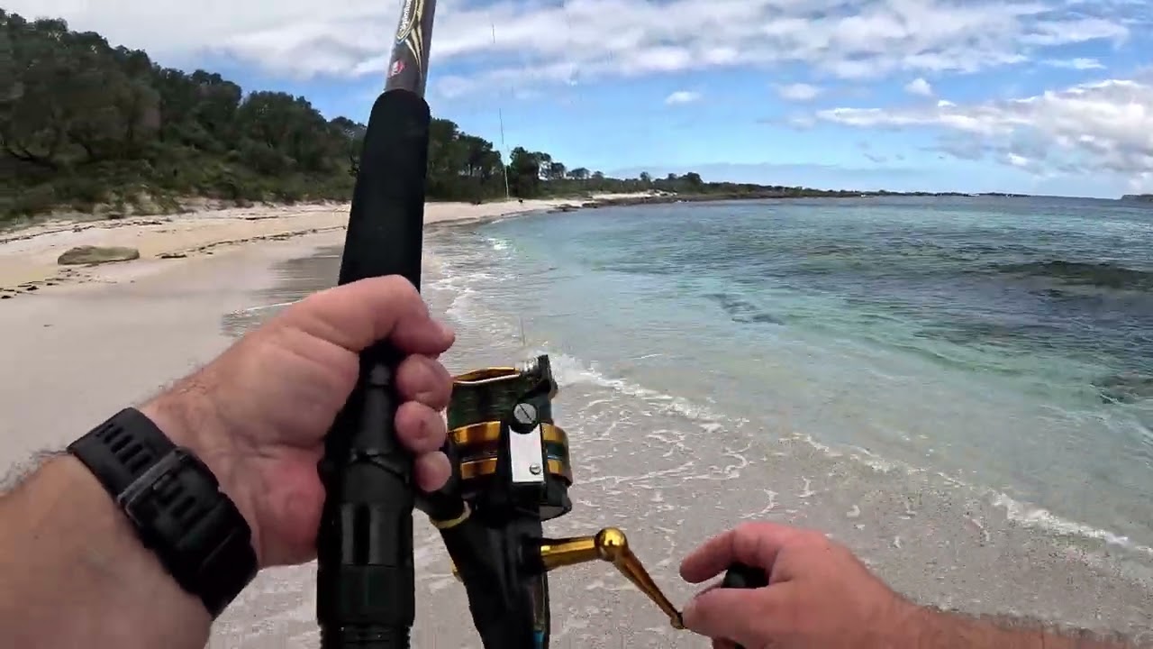 Silica Cove Jervis Bay 2025 — Shipwreck, Moray Eels & a 4 m Bull Shark Encounter!