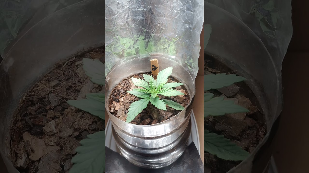 semente de cannabis🌱