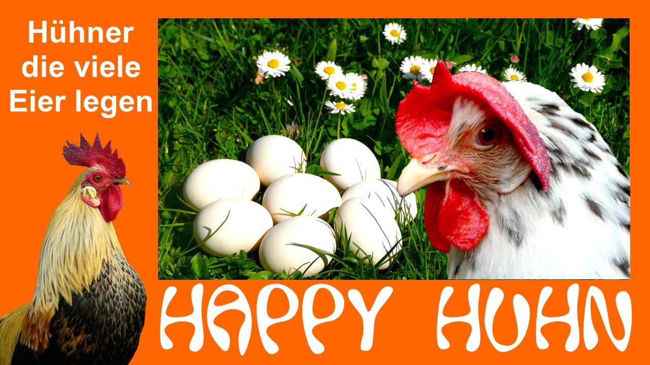 E6 Zwanzig Hühnerrassen mit guter Legeleistung - HAPPY HUHN - Hühner die viele Eier legen Legehuhn
