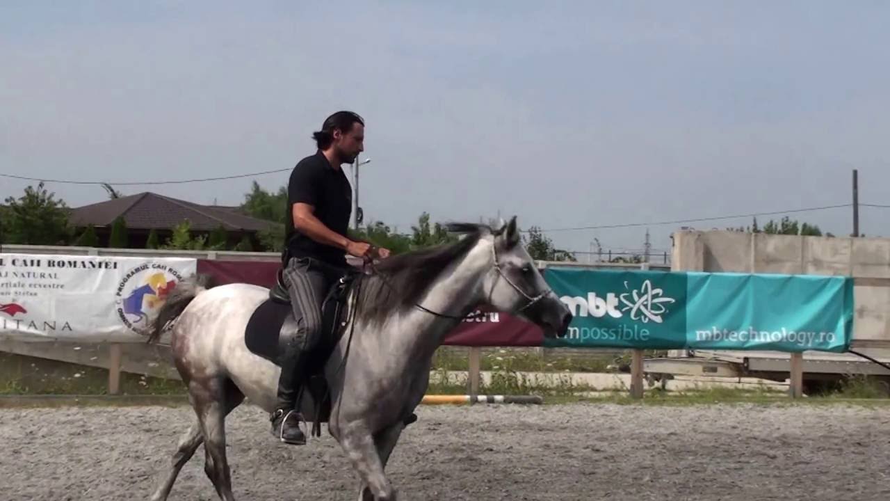 maya-shagya arab