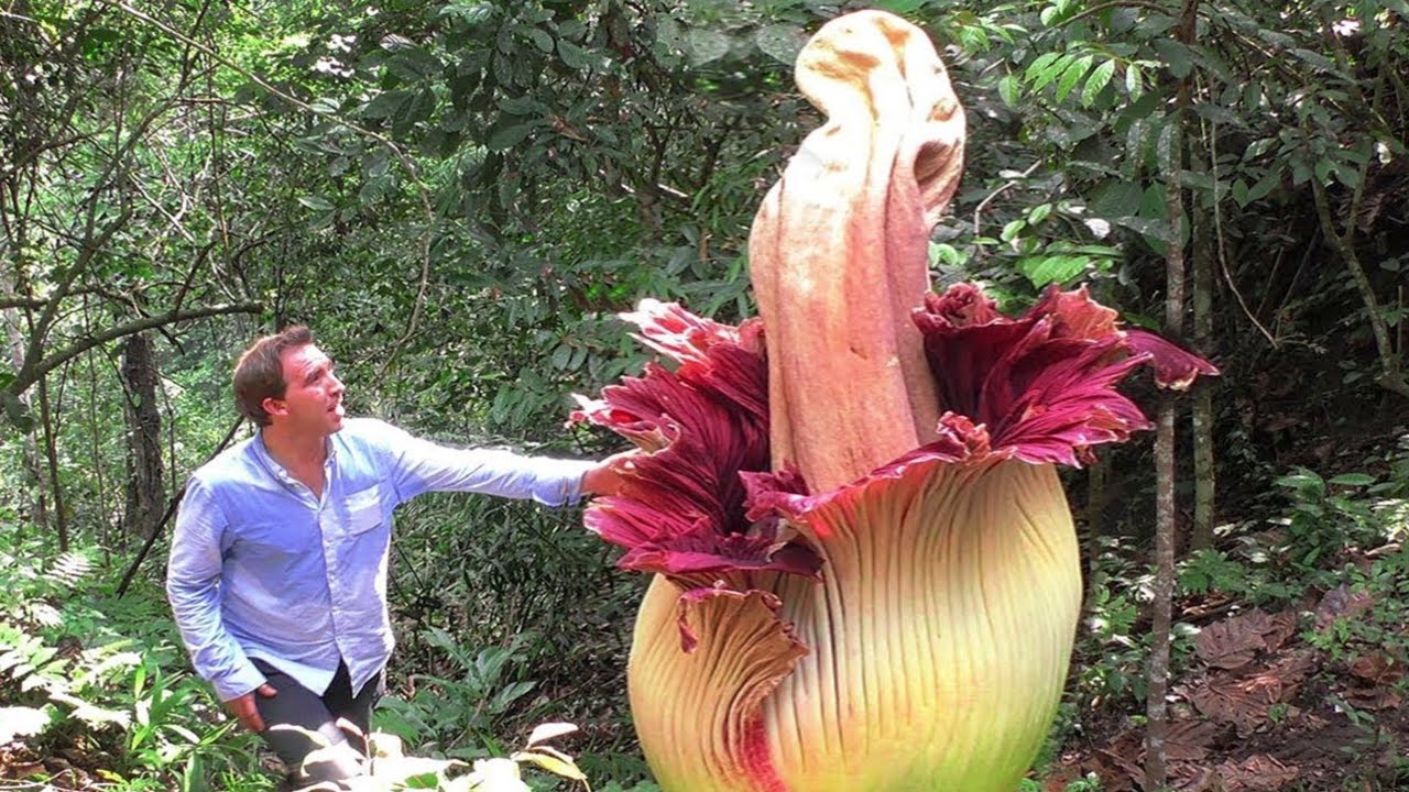 20 FLORES EXÓTICAS QUE VOCÊ NÃO VAI ACREDITAR QUE EXISTEM!