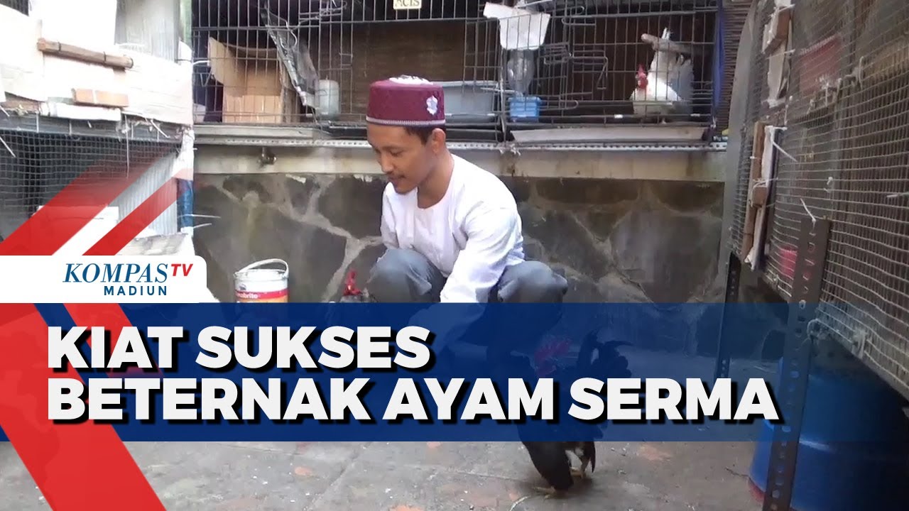 Sukses Beternak Ayam Serama Di Lahan Terbatas