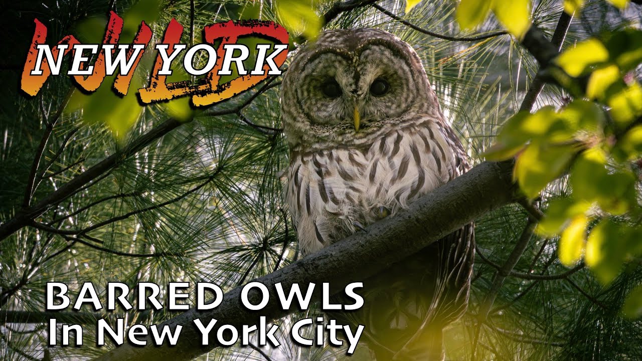 Barred Owls of New York City
