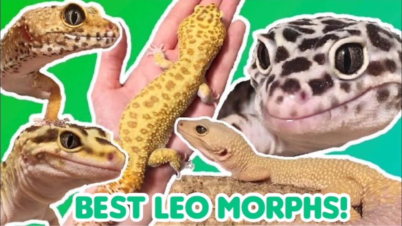 Top Five BEST Leopard Gecko Morphs (In My Opinion)