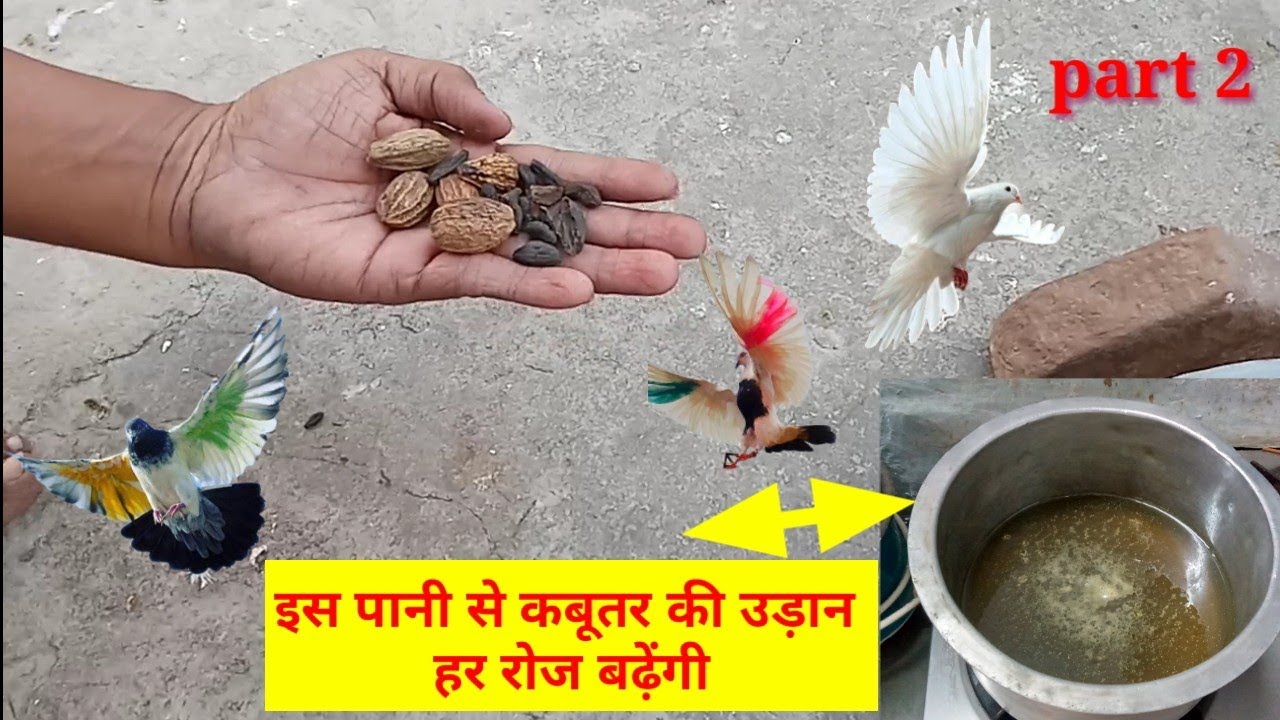 Bazi wale Kabootar ke liye special Pani || इस पानी से कबूतर की उड़ान  हर रोज बढ़ेंगी part 2