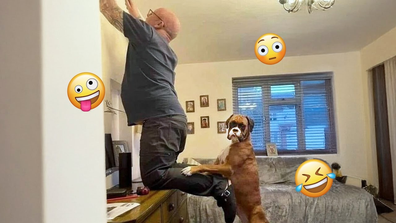 I dare you not to LAUGH at these FUNNY DOGS 😁🦮 - Best Funny Animals Videos 2025 #266