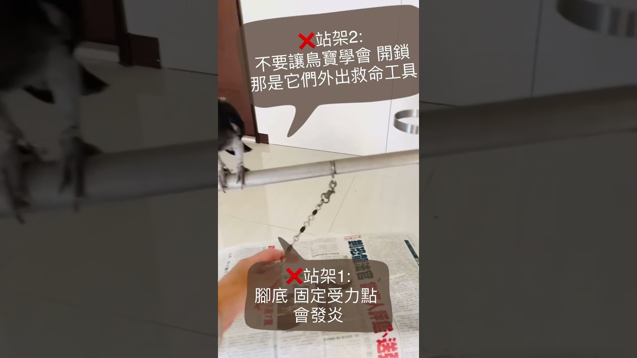 請籠養  鸚鵡🦜  勿整天綁站架
