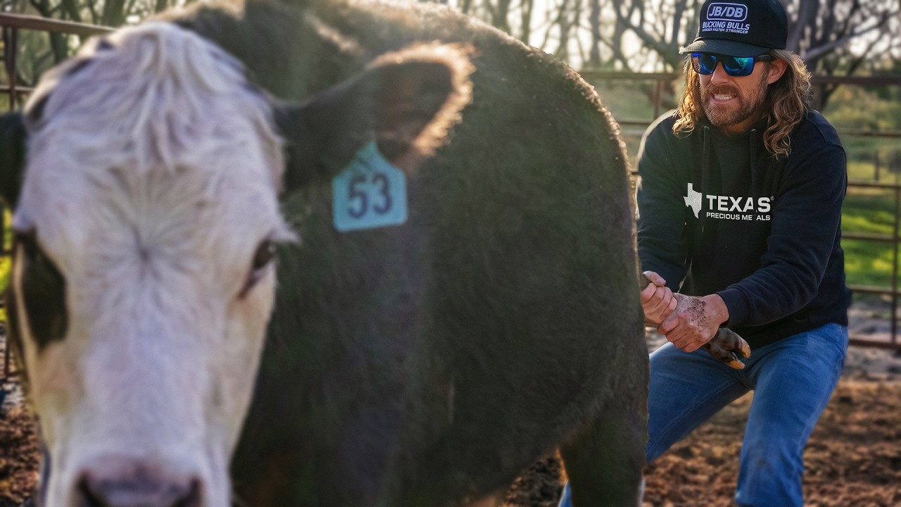 Can We Save Our New Baby Calf!?