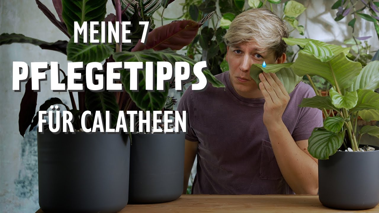 Die 7 BESTEN Pflegetipps für deine Calathea / Goeppertia 🪴