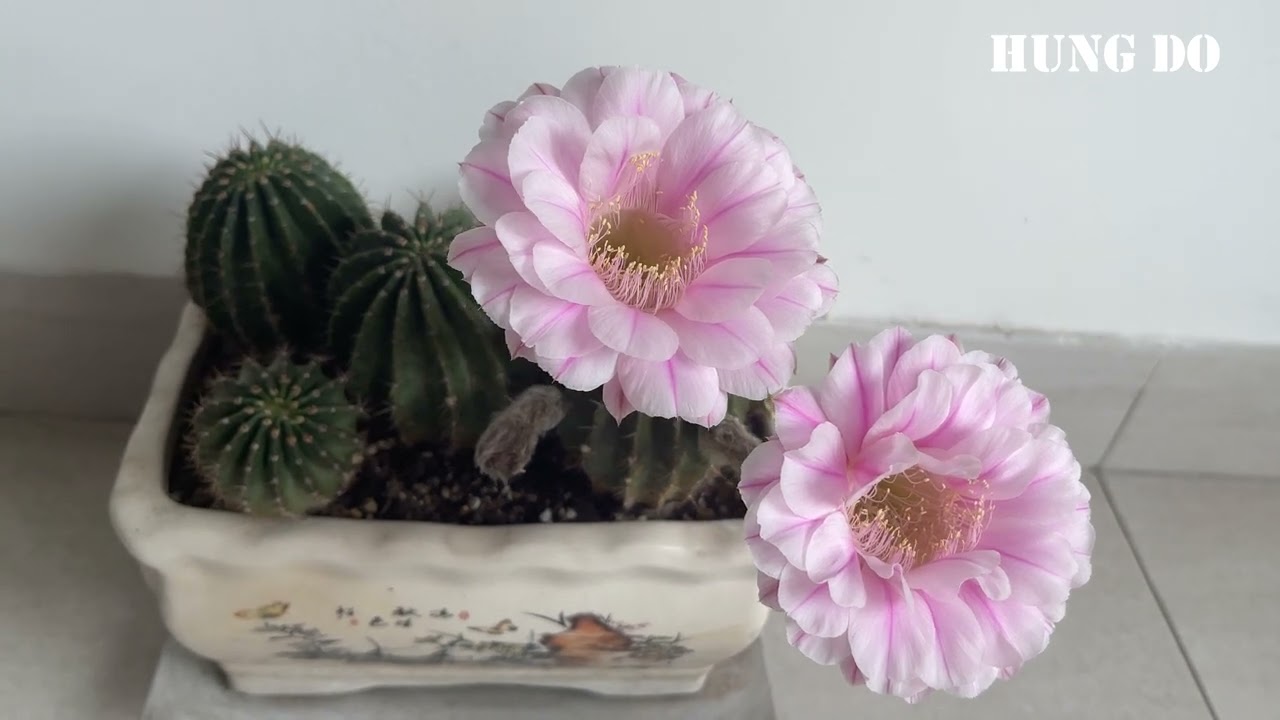 Echi Flower