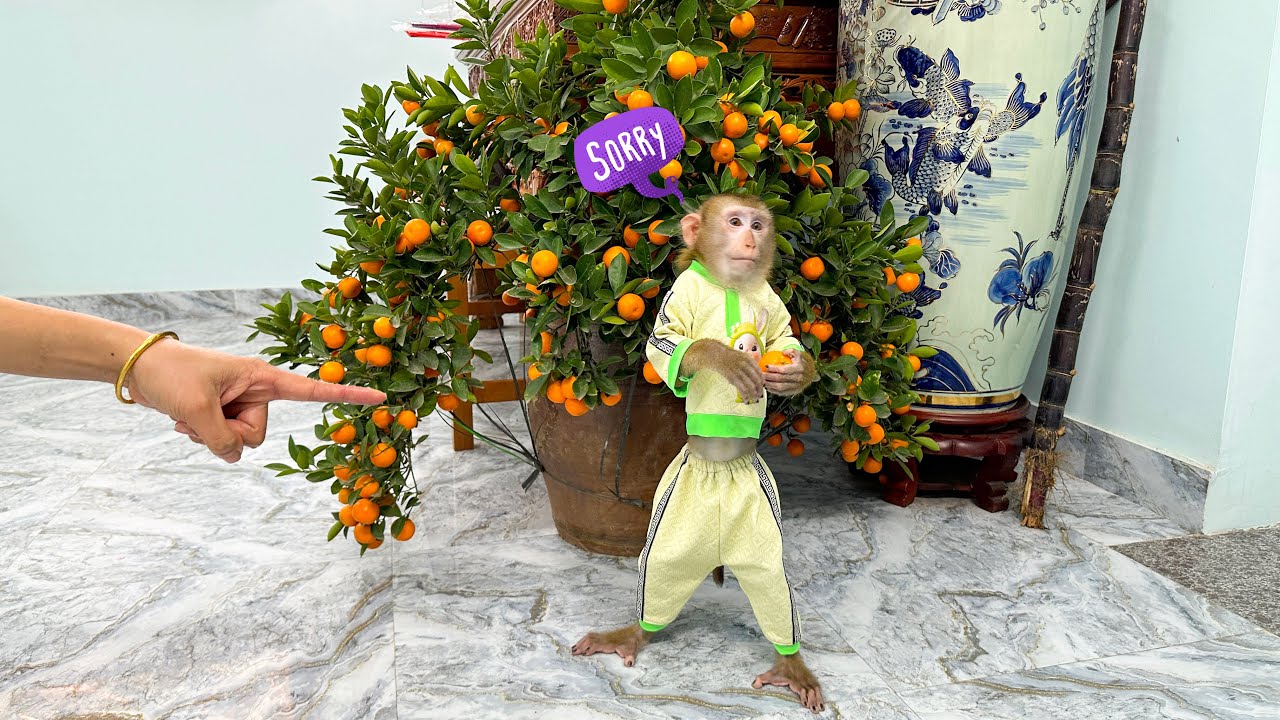 Monkey Kaka secretly picks fruit without her mom's permission
