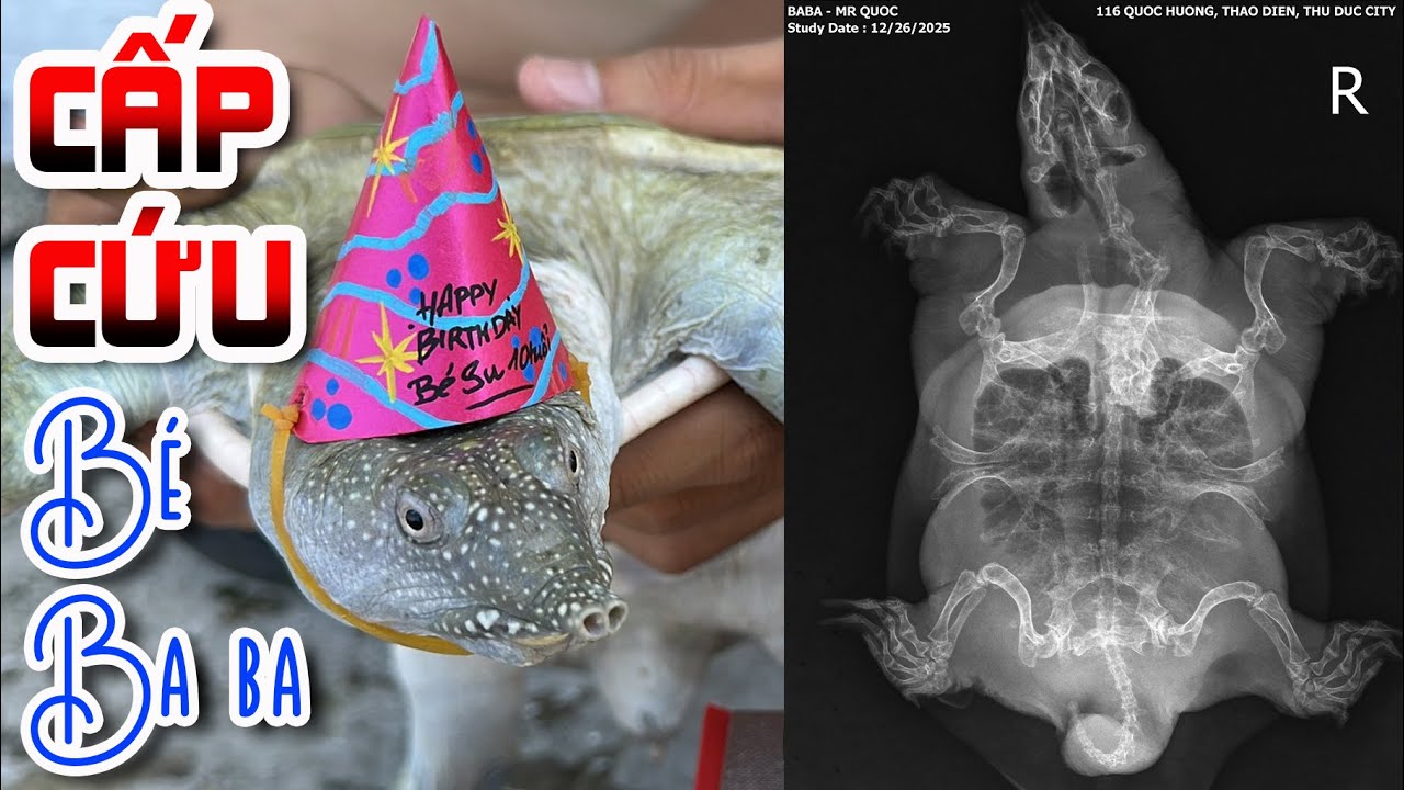 CẤP CỨU - Ẵm bé SU là con Ba Ba 13 tuổi đi bác sĩ Thú y - Nhưng... Hu hu...