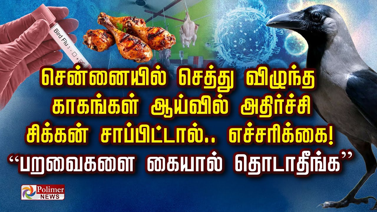 “பறவைகளை கையால் தொடாதீங்க” செத்து விழுந்த காகங்கள் ஆய்வில் அதிர்ச்சி சிக்கன் சாப்பிட்டால்.. WARNING!