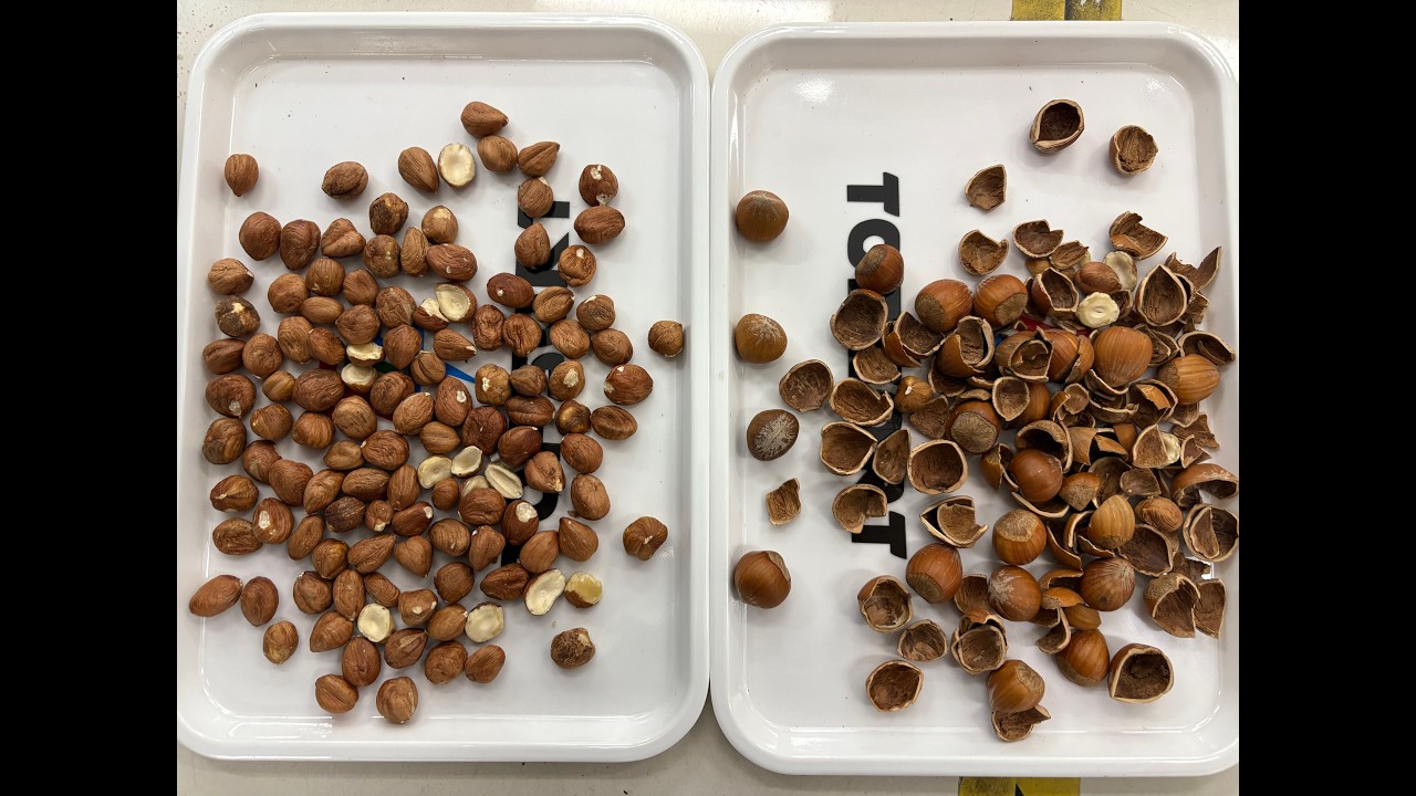 TOPSORT Hazelnut AI color sorter with new deep learning technology