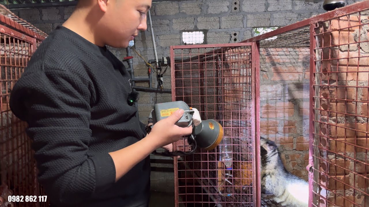 Món Dúi 3 Kg Ăn Tết Nhà Em Hoàng | TÀY TV