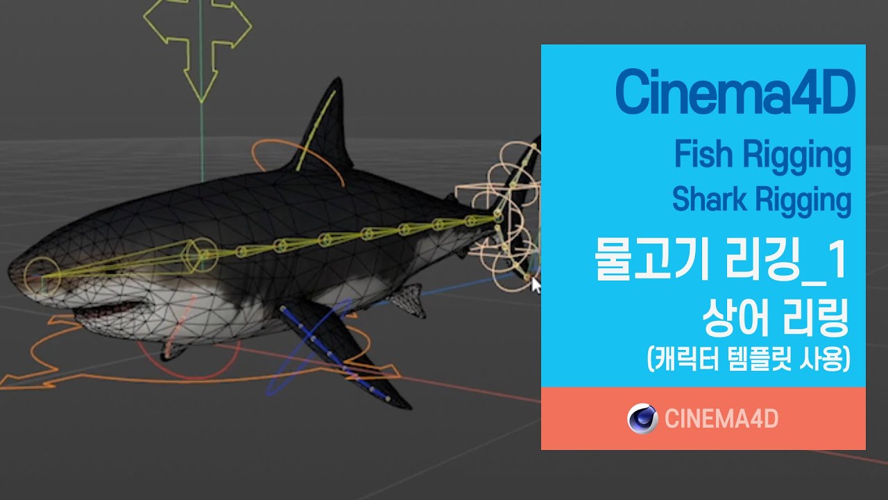 Cinema4D tutorial 141강] 물고기리깅_1 / 상어리깅 / Shark Rigging /  Fish Rigging / character Template / 시포디