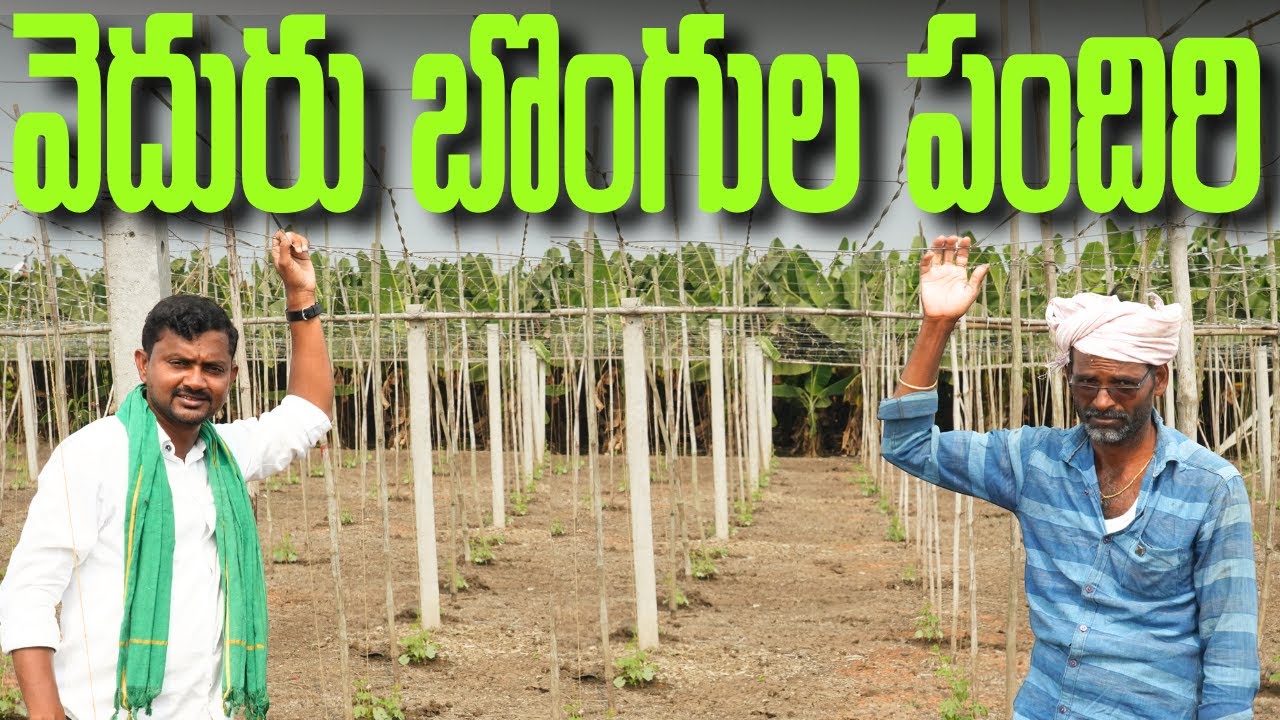 తక్కువ ఖర్చుతో వెదురు కర్రల పందిరి | Bamboo Pandals