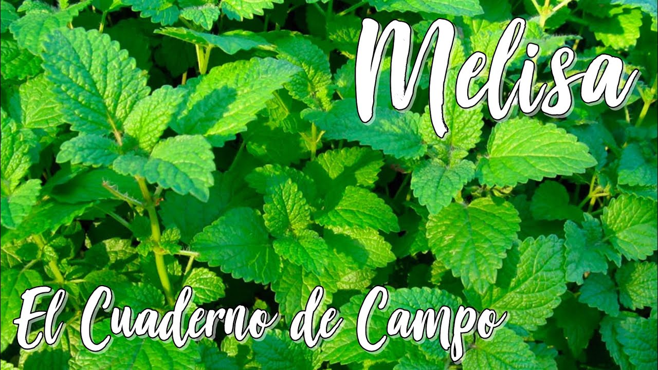 Planta del mes, Febrero 2025: Melisa, Toronjil, Melissa officinalis