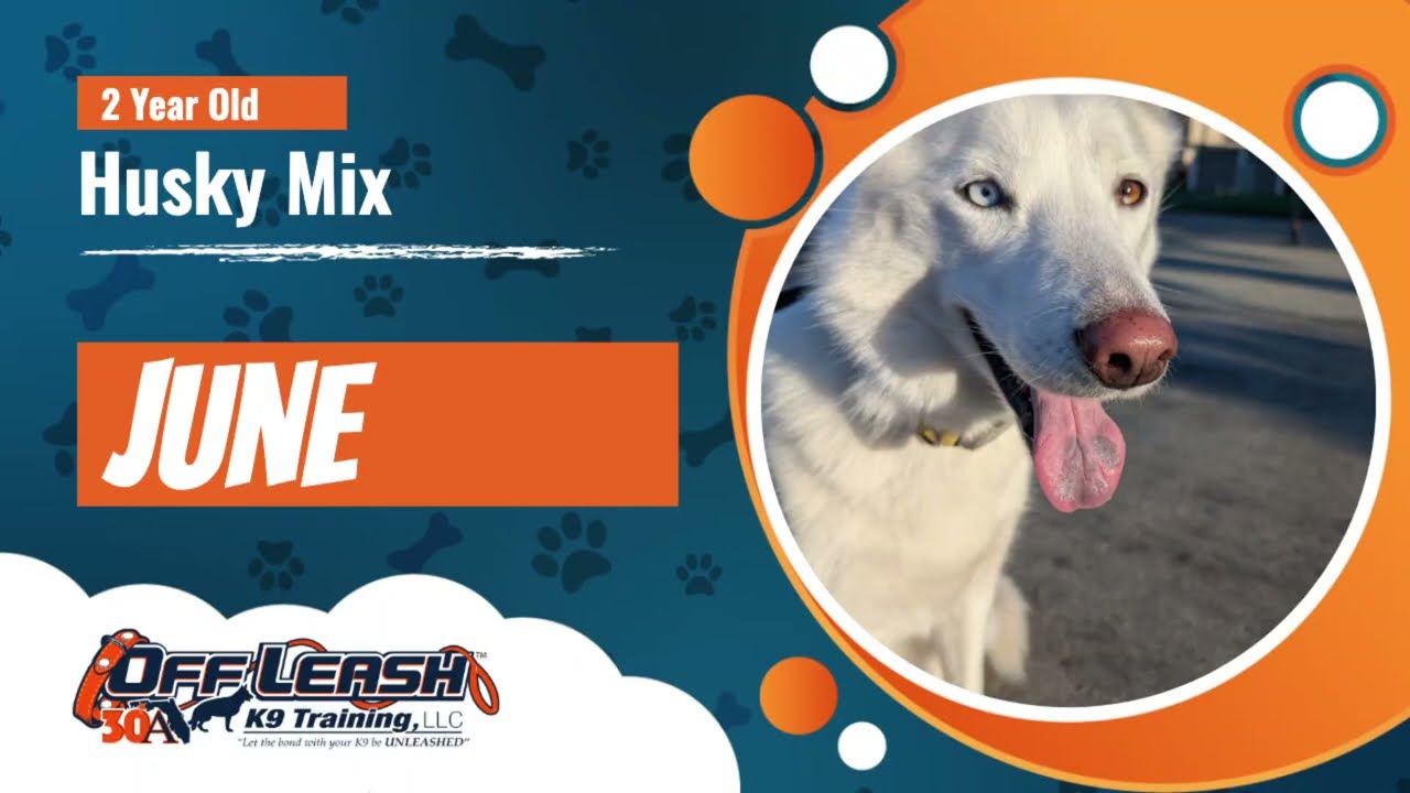 Best Husky Mix Dog Training | Salinas, CA | June