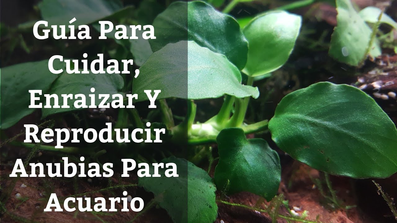 🔵 Guía Para Cuidar Anubias En Acuario Y Aprender A Enraizarlas Y Reproducirlas (Acuarios MB)