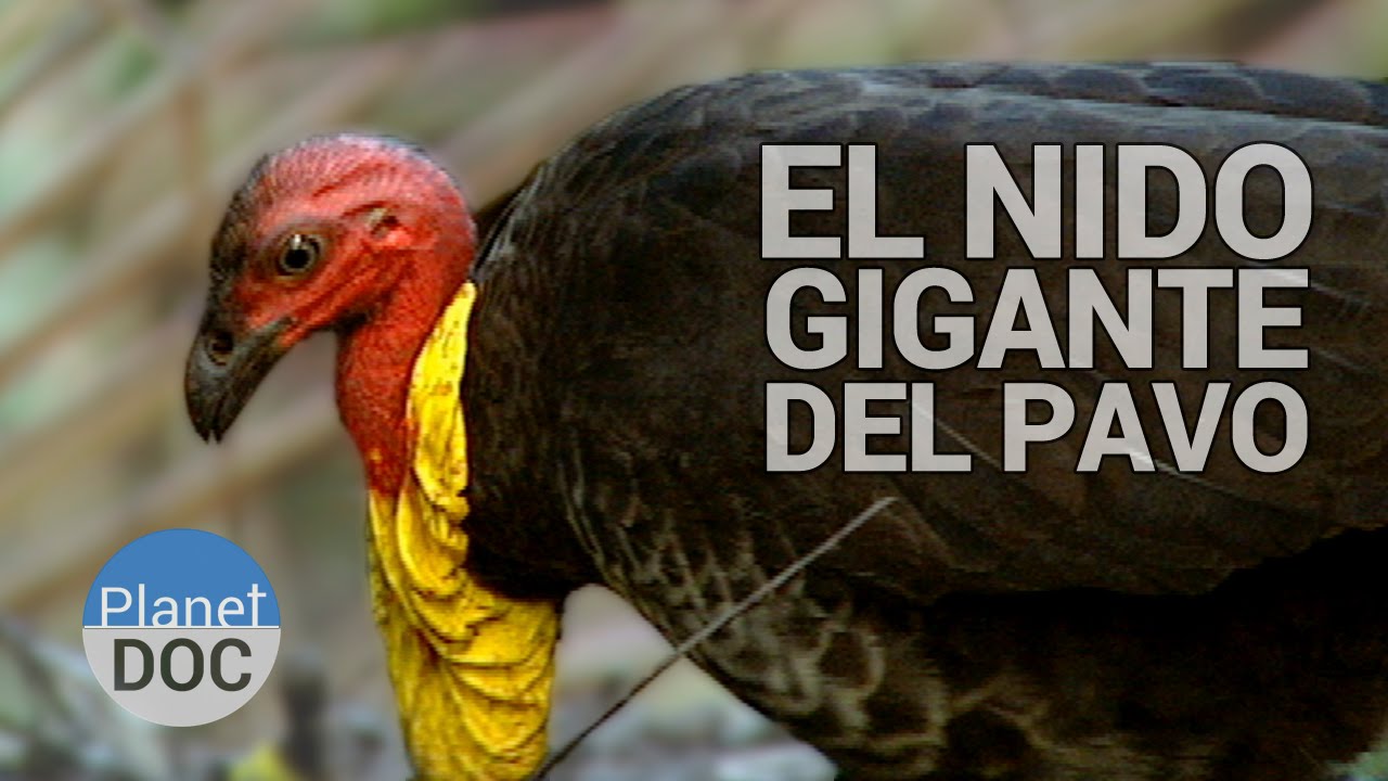 Nido Gigante del Pavo Australiano | Animales Salvajes - Planet Doc
