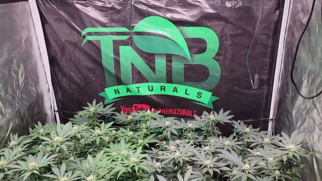 Intents Growing - Day 22 flower Cannabis grow viparspectra p4000 update  4x4 growtent #tnbnaturals