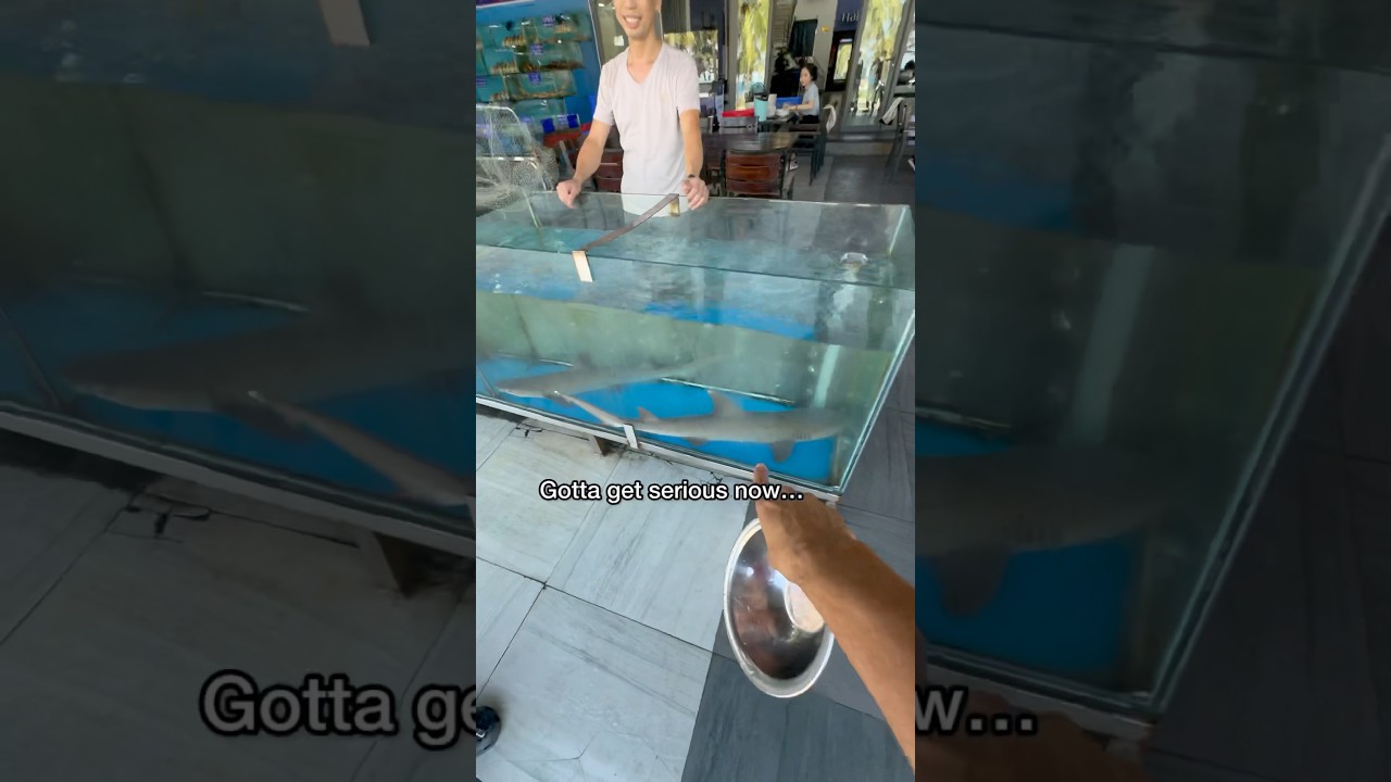 Покупка ДОРОГОЙ акулы
