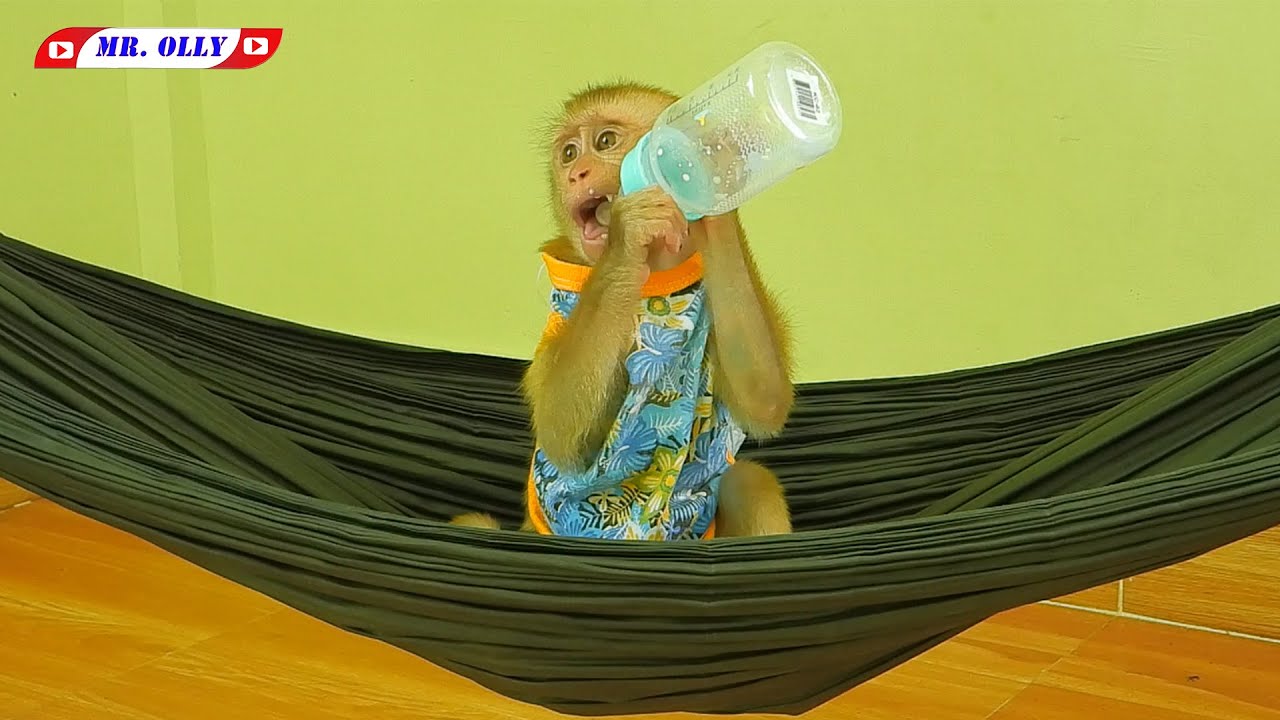 Mr. OLLY Drinking Milk On Hammock
