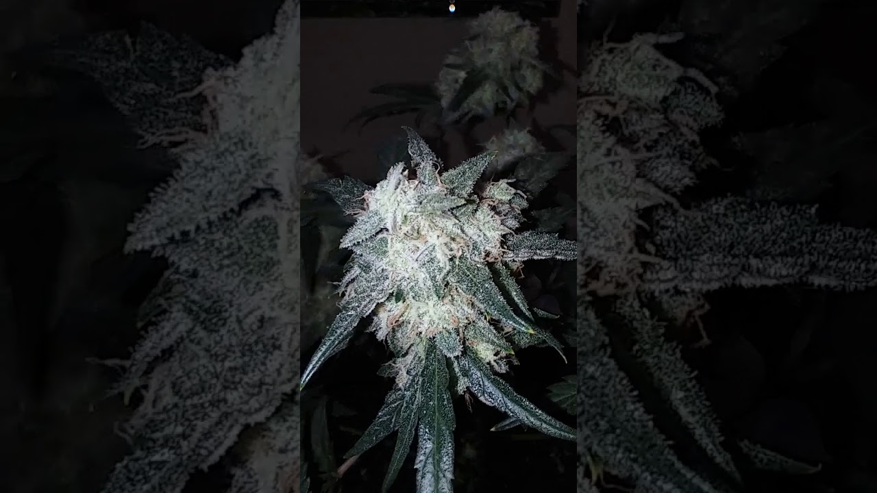 Auto grow flush assassin shortstuff seeds test.
