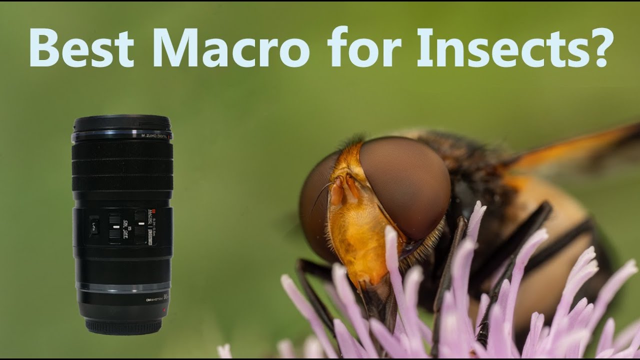 Лучший объектив для макросъёмки насекомых? OM systems 90mm 2x macro