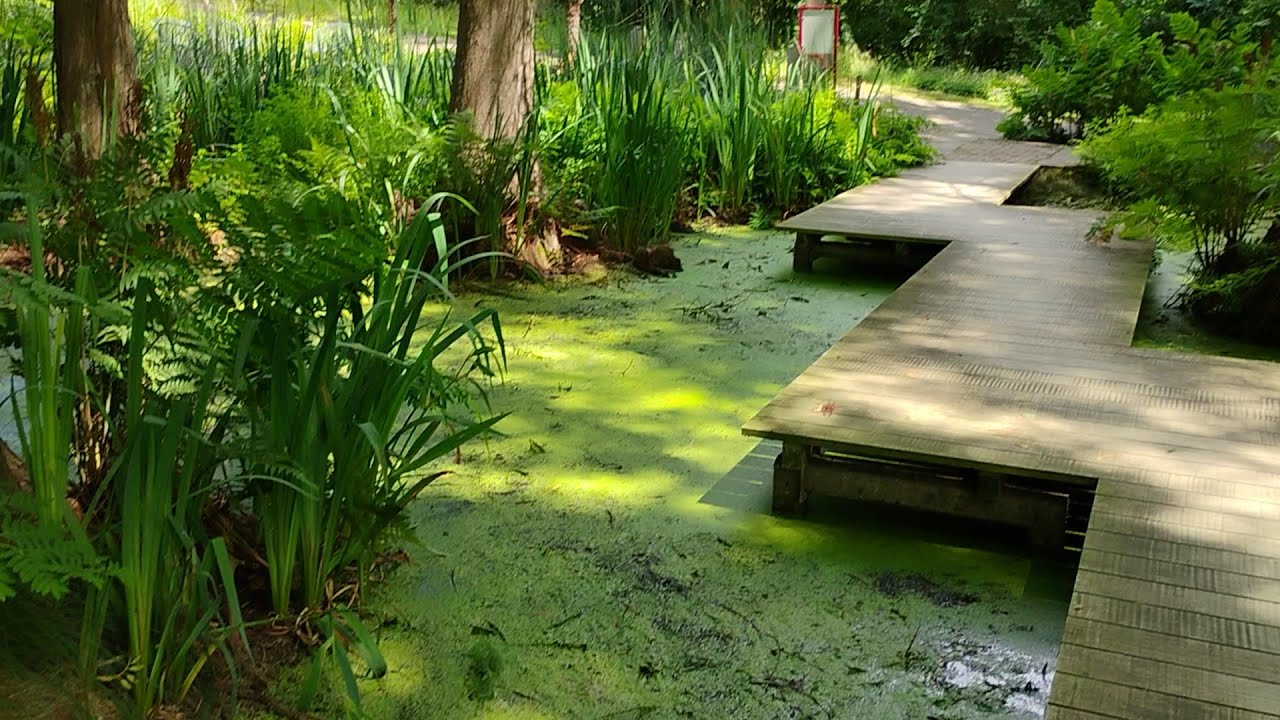 Botanischer Garten der Ruhr-Universität Bochum (RUB) 03.07.2025