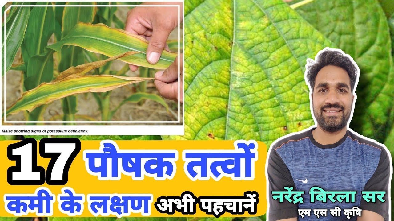 17 'पोषक तत्वों' की कमी के लक्षण कैसे पहचानें🔥🔥 What is the Deficiency Symptoms of Plant Nutrients||