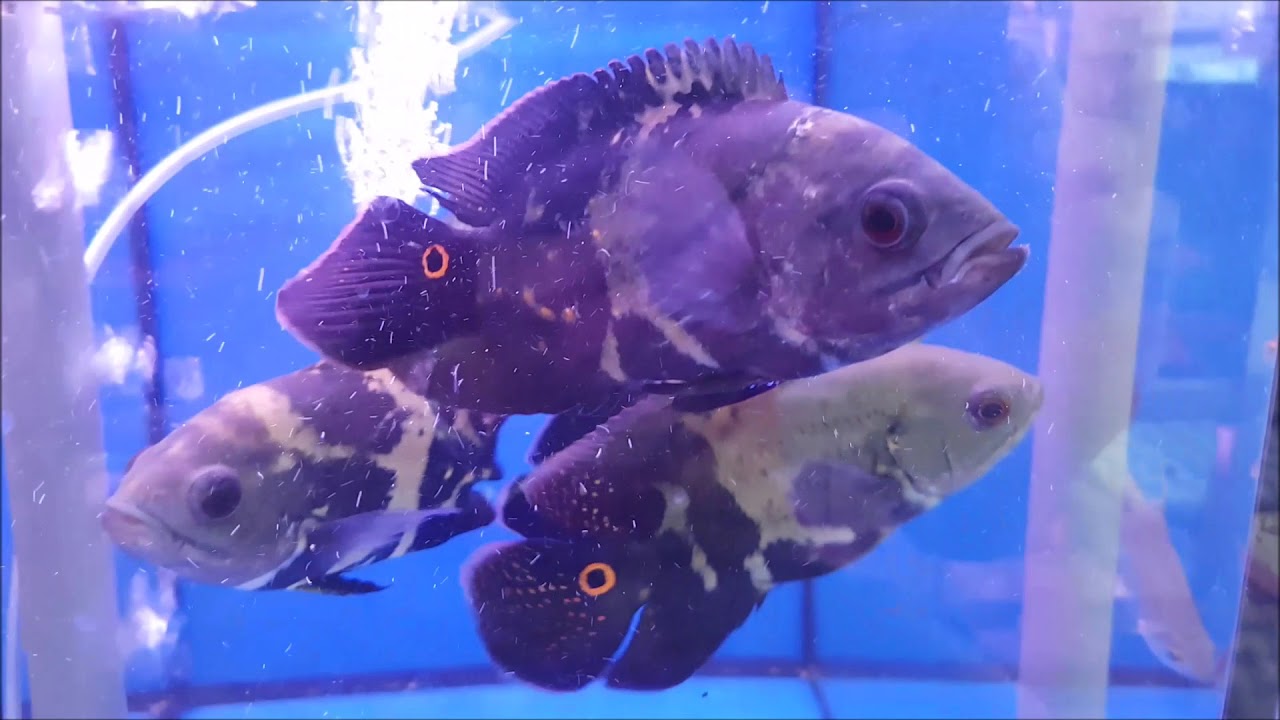 LIOW VIDEO: Bought a wild Oscar fish 选购野生地图鱼(猪鱼）