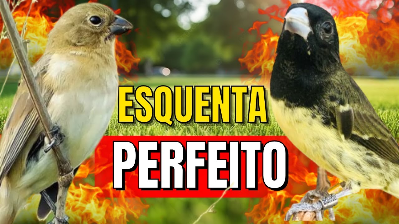 PAPA CAPIM VIVITI E PIADO DE FEMEA DE PAPA CAPIM MUITA FIBRA ESFOGUIE O SEU. PAPA CAPIM VIVITI