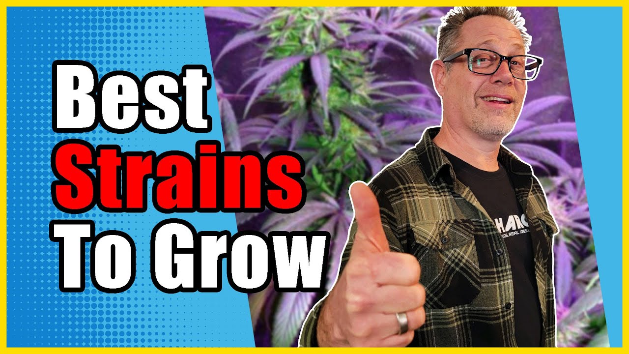 Picking Out the Perfect Cannabis Strain for Your Next Grow