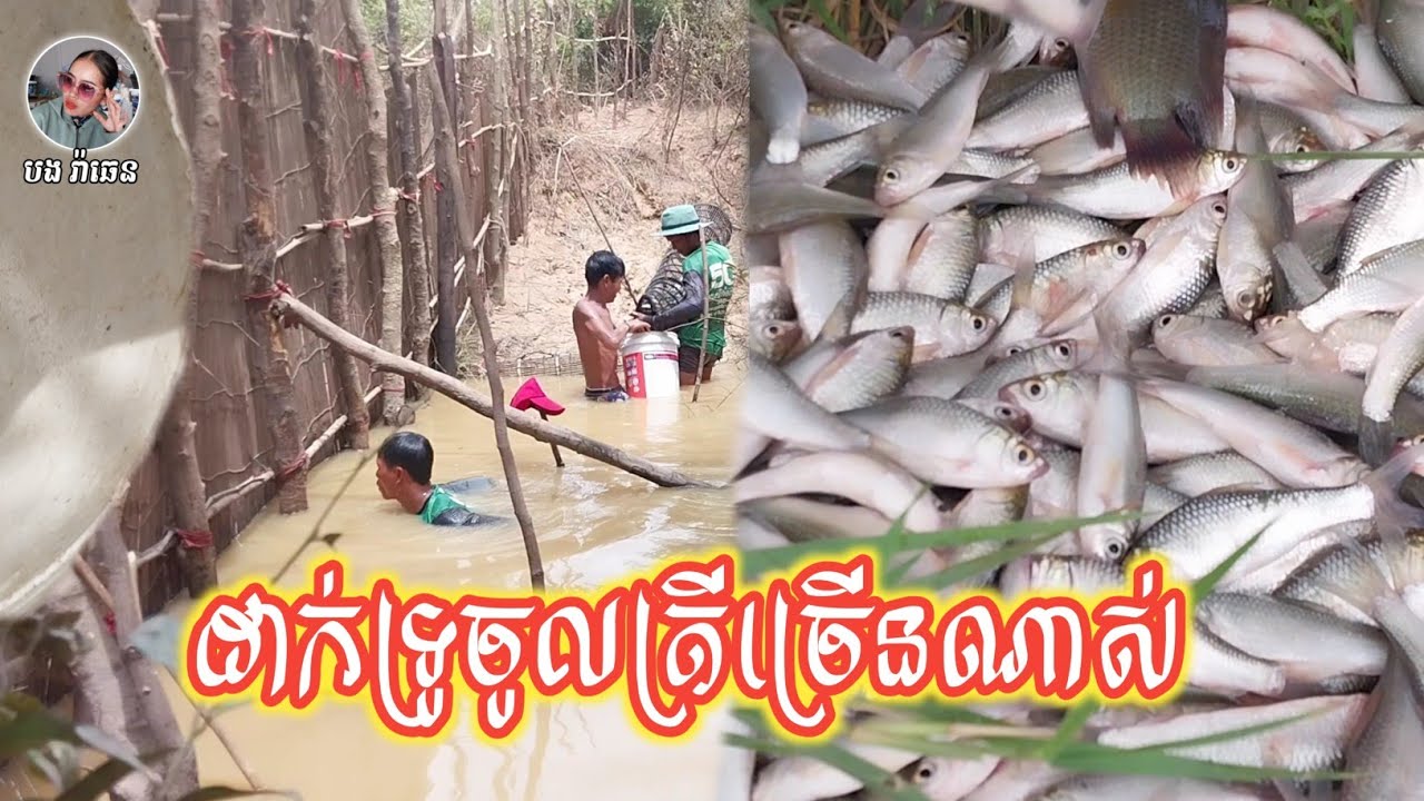ដាក់ទ្រូក្នុងព្រៃ ចូលត្រីច្រើនណាស់ // Put a fish in the forest and catch a lot of fish.