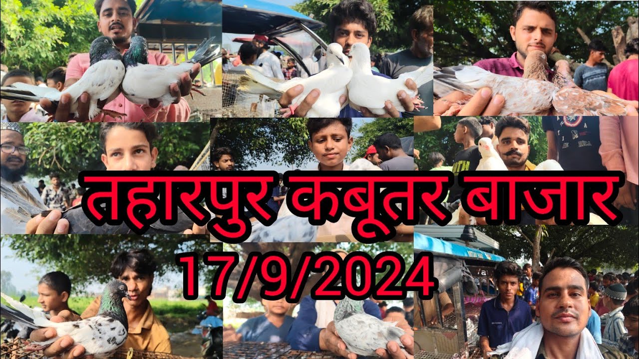 तहारपुर कबूतर बाजार Tharpur Kabootar bajar 17/9/2024