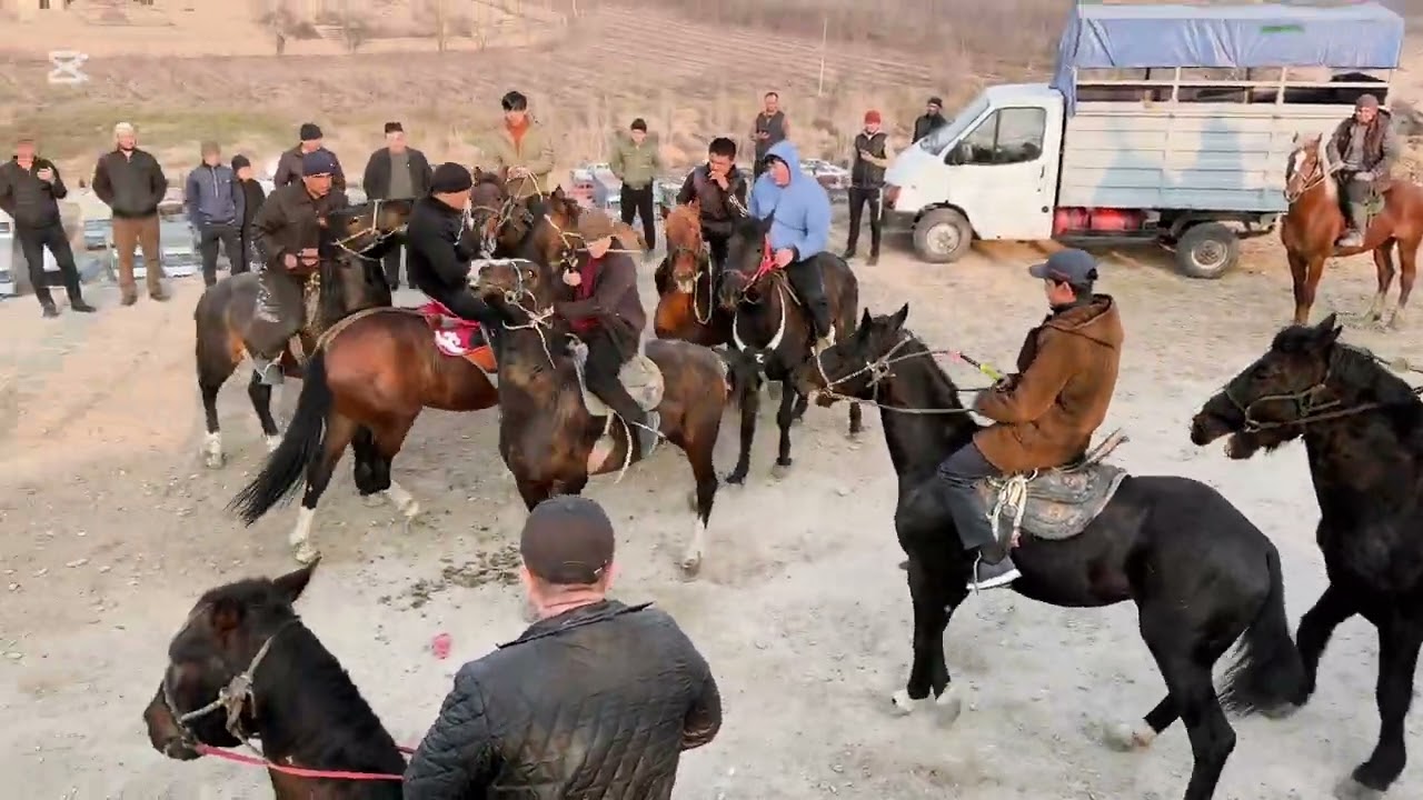 Shohidon ot bozori mini oʻyin 100 ming soʻm puli bor