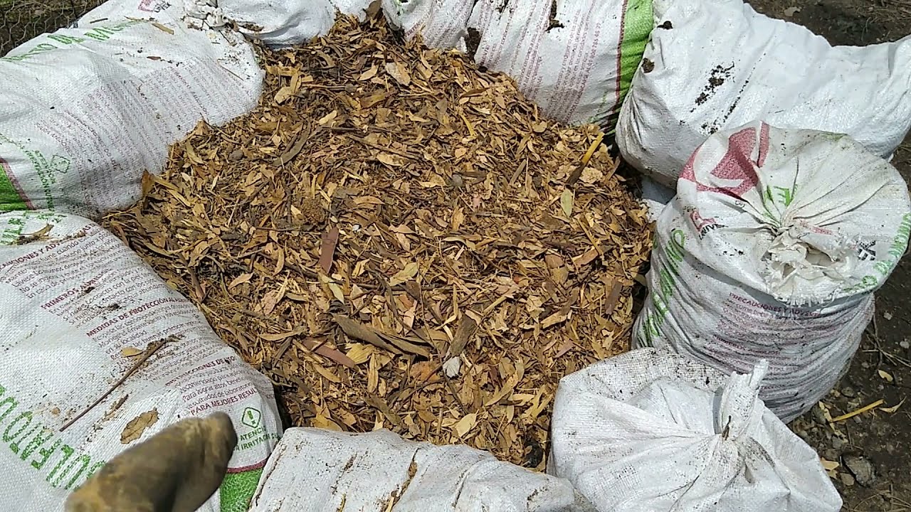 ¿Cómo madurar gallinaza para composta?