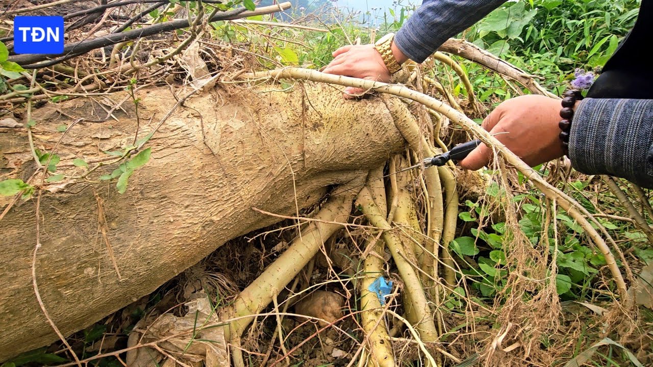 Kỹ thuật giâm ủ rễ cây Duối/cây Duối trồng ngược có sống không #tamdaonui