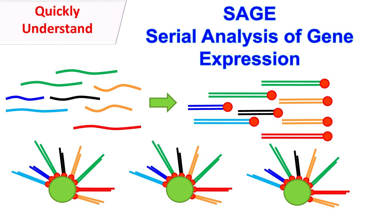 SAGE | Serial Analysis of Gene Expression