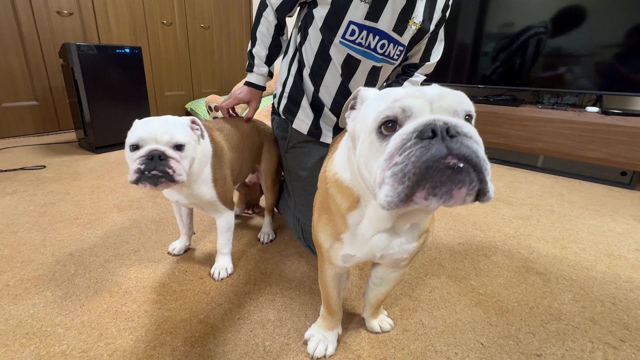 １時間のお留守番でママ＆パパが家に帰ってきた瞬間に、大歓喜するブルドッグが可愛すぎた♬
