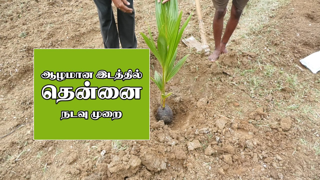 ஆழமான  இடத்தில் தென்னை  நடவு  முறை