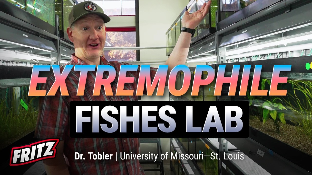 AMAZING Livebearers from Toxic Waters