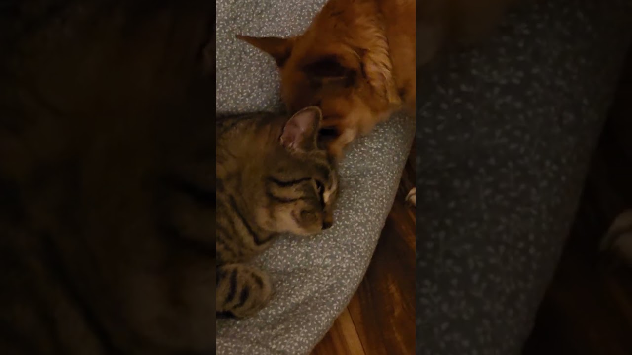 Sammy pup cleaning LeYAH cat's ears. His obsession. 🤣