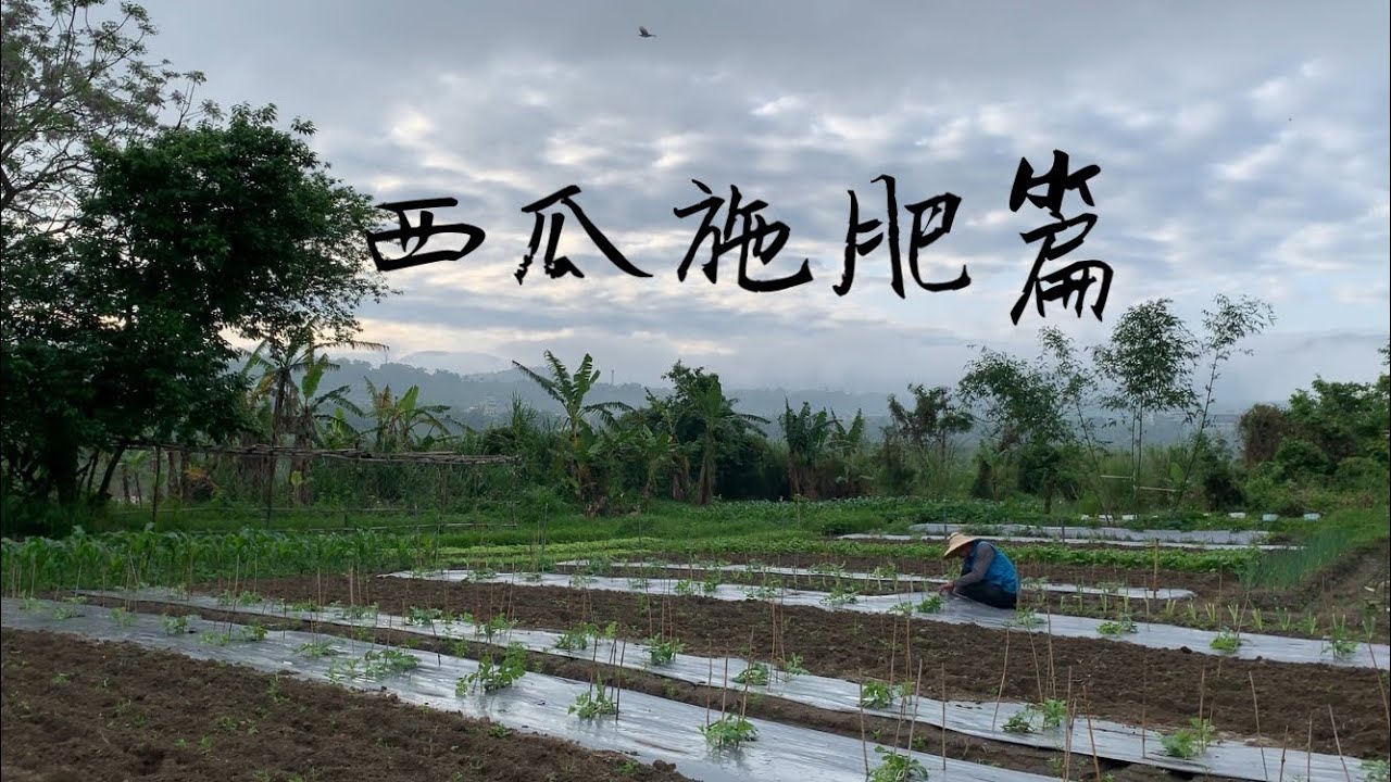 西瓜施肥篇 | 大小西瓜優育取勝之處