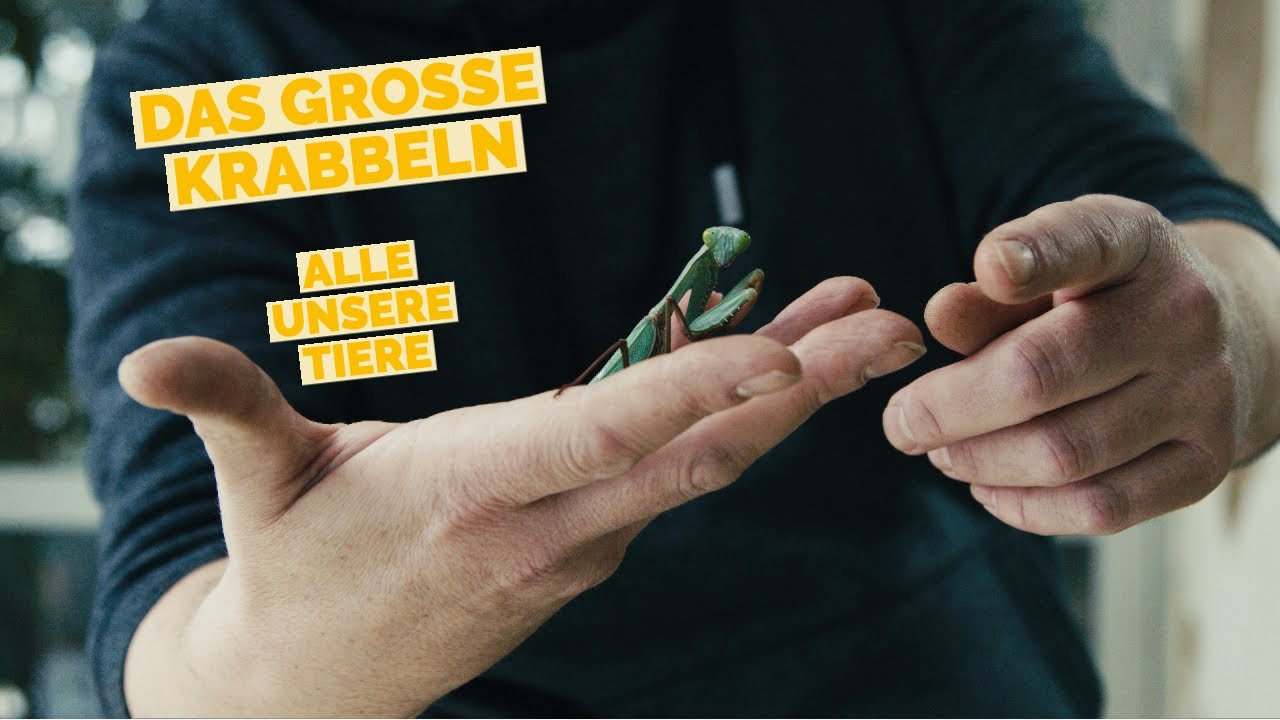 DAS GROSSE KRABBELN | Tiere aus den Tropen | Tropenhaus Klein Eden tierische Bewohner
