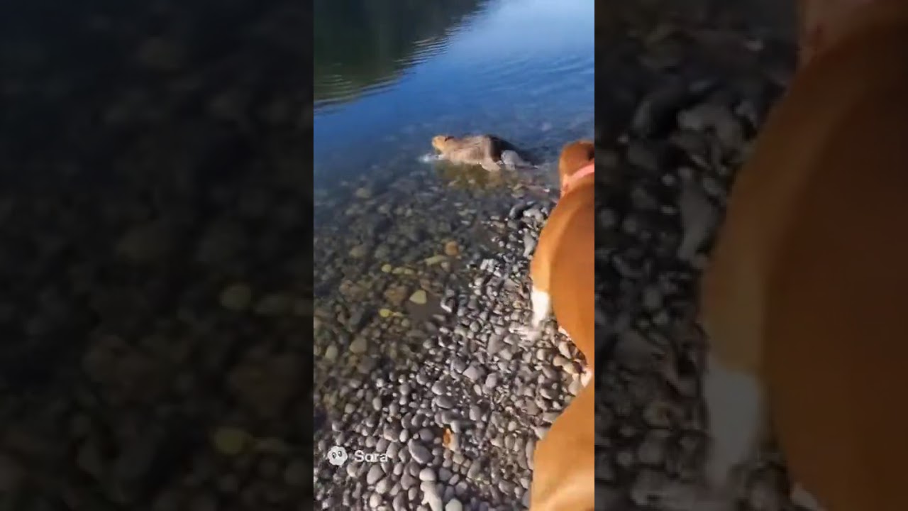 Ostrich chase 🪶🏜️