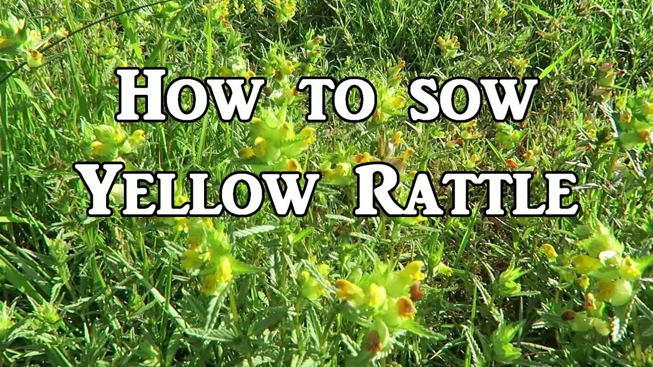 How to Sow Yellow Rattle